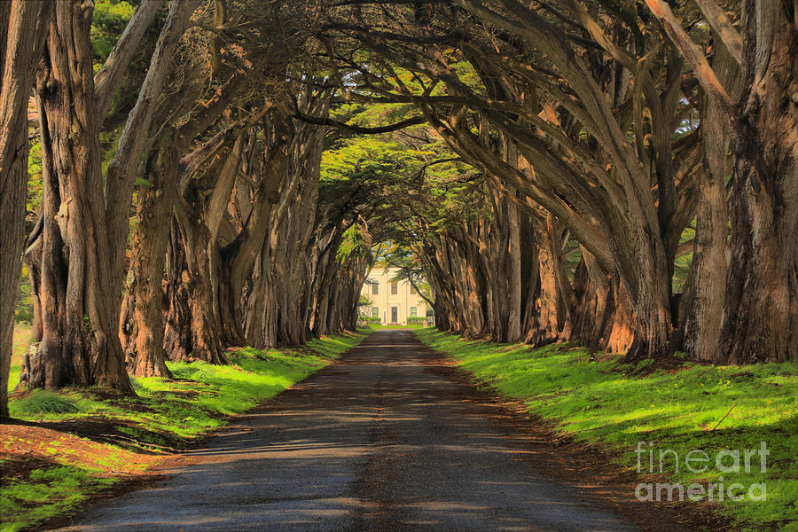 Point Reyes National Seashore Photograph - Marconi Station Cypres Tunnel by Adam Jewell