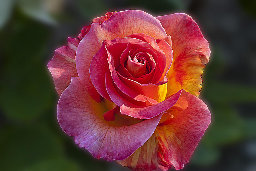 Mardi Gras Rose Photograph by Emerald Studio Photography