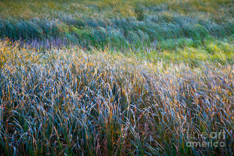 Nature Photograph - Mardi Grass by Susan Cole Kelly