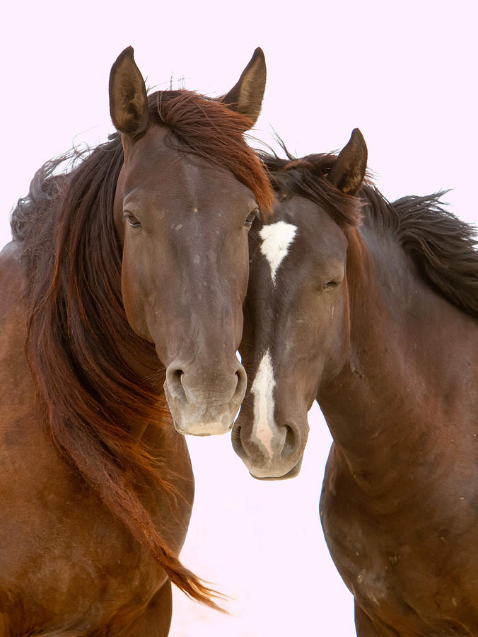 Mare and Colt Photograph by Kent Keller - Fine Art America