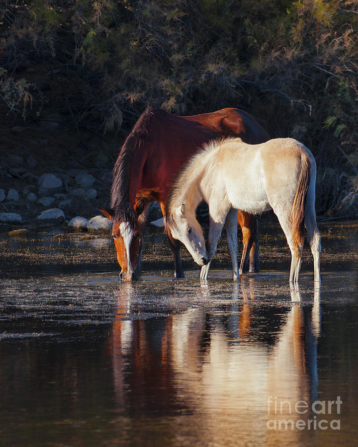 Mare And Colt Reflection Photograph by Jerry Cowart