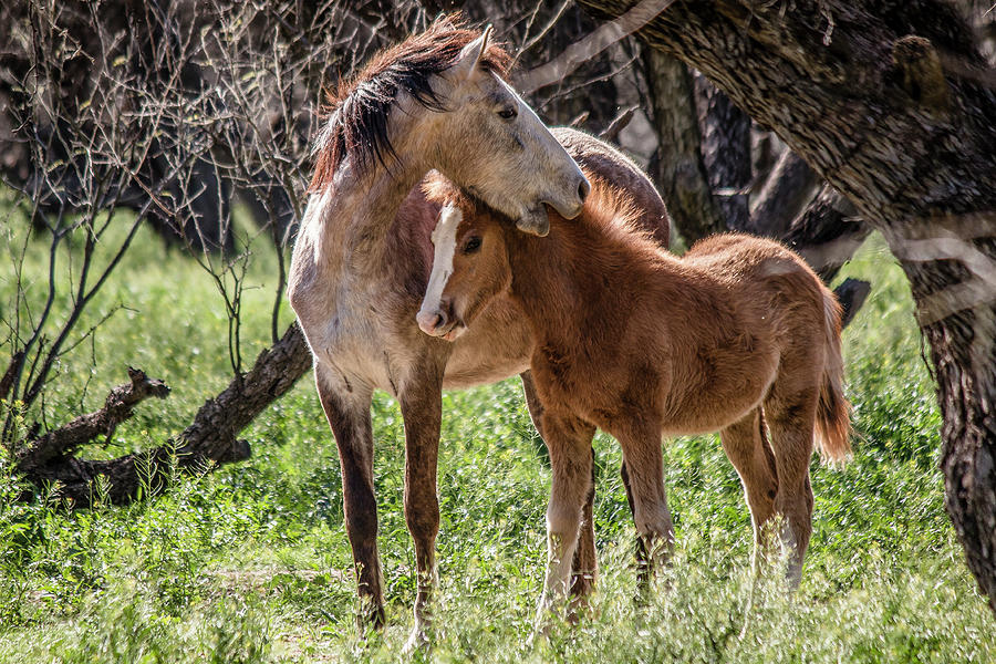 Mare and Colt Photograph by Teresa Wilson