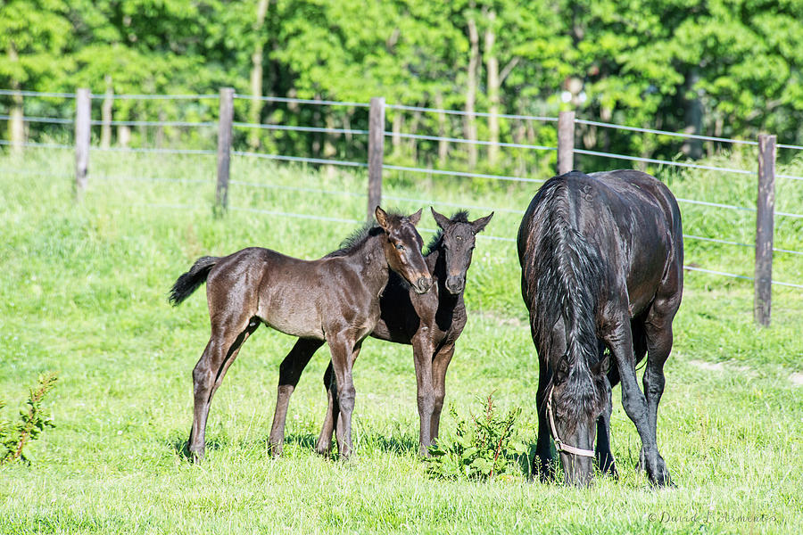 Mare and Foal Photograph by David Arment