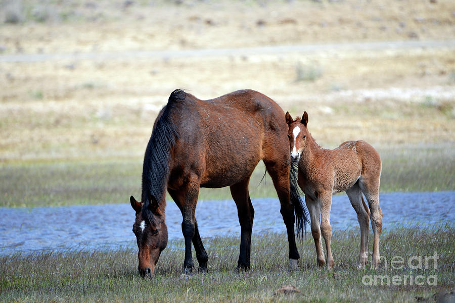 Mare and Foal Photograph by Denise Bruchman