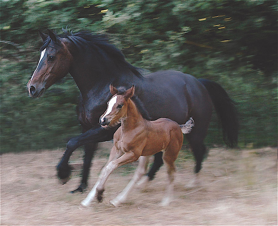 Mare and Foal Photograph by E Colin Williams ARCA