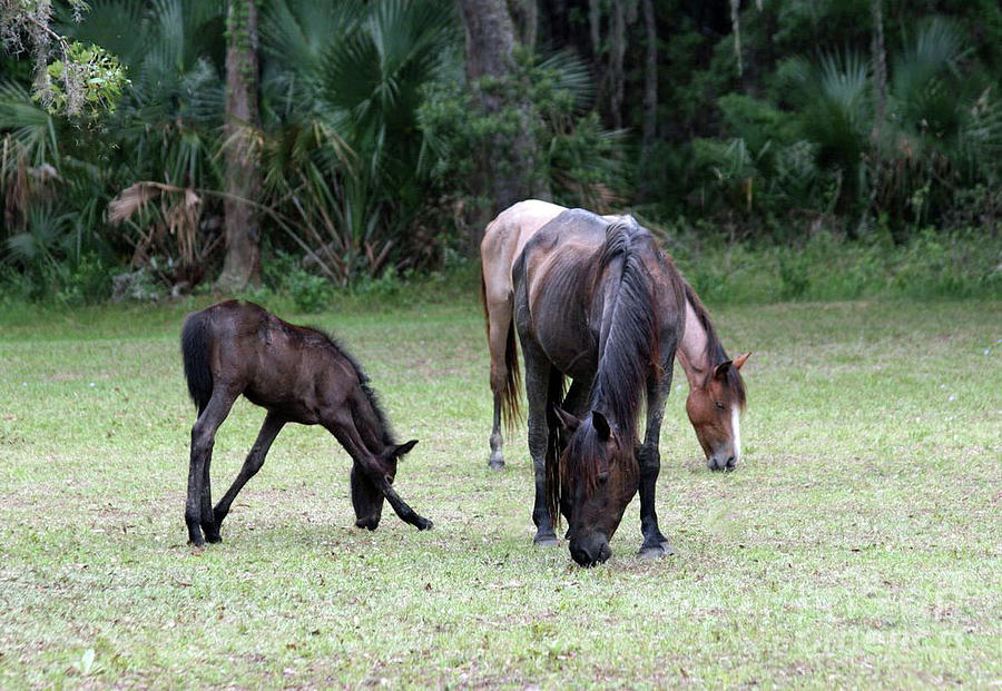 Nature Photograph - Mare And Foal On Cumberland Island by D Hackett