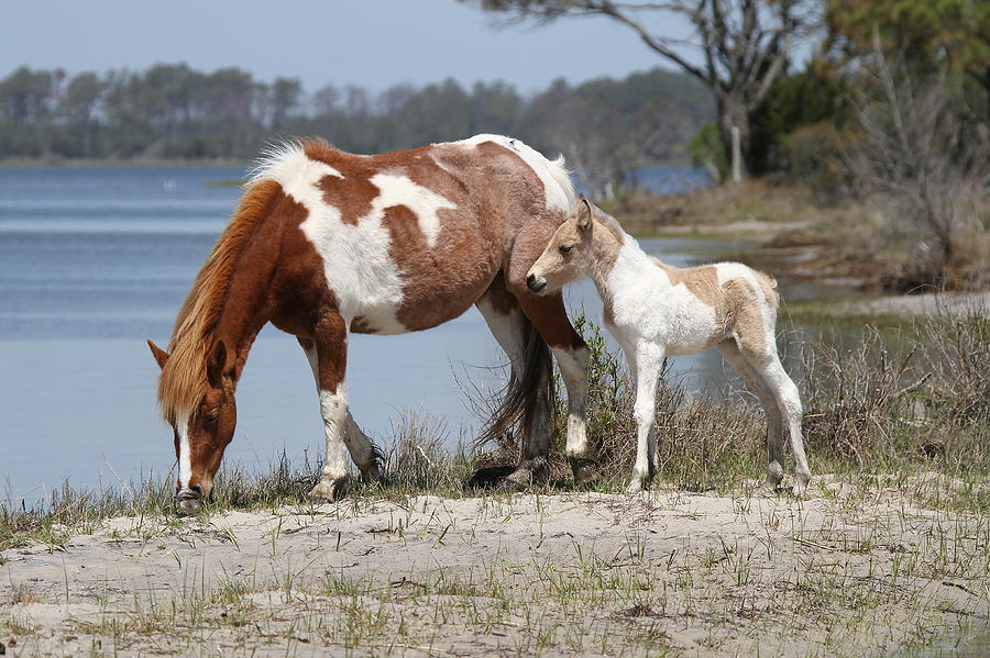 Beach Photograph - Mare and Foal by Stacey Steinberg