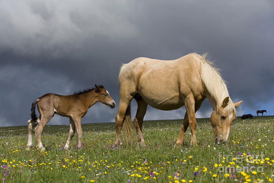 Mare And Her Foal Photograph by Jean-Louis Klein & Marie-Luce Hubert
