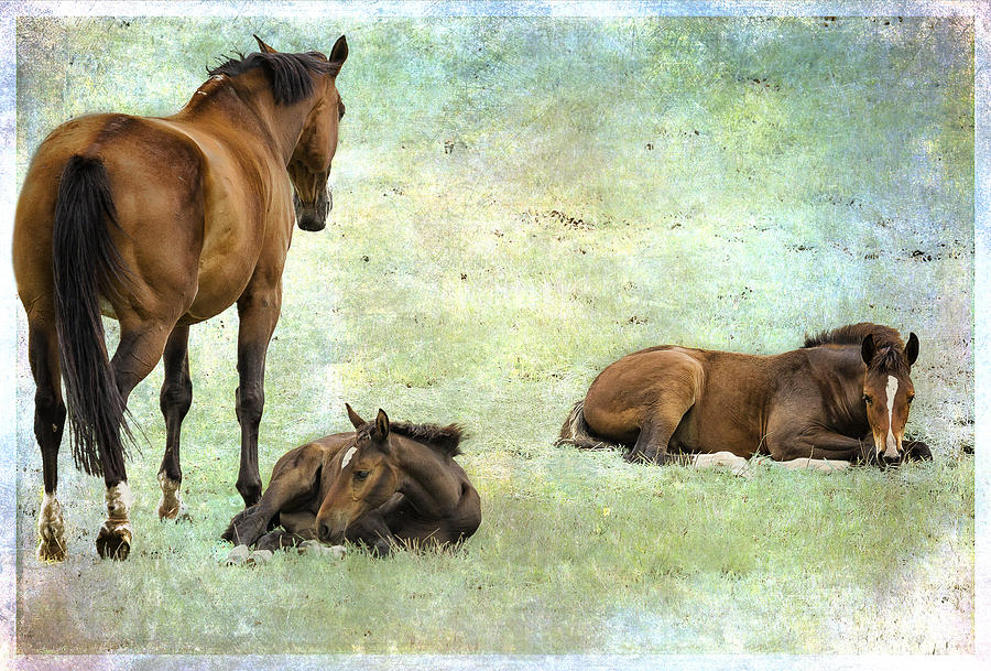 Mare and Two Foals Photograph by Belinda Greb