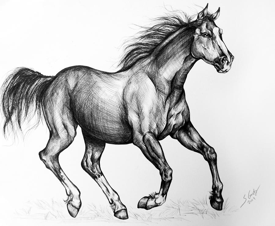 Mare Drawing by Sara Guidry