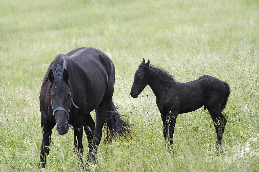 Mare With Black Colt On A Meadow Photograph by Michal Boubin