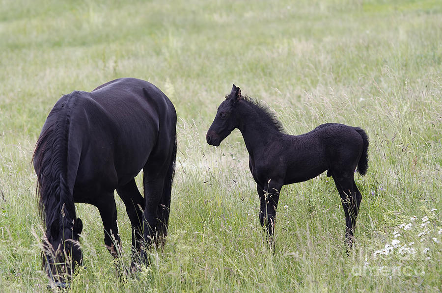 Mare With Black Colt On Pasture Photograph by Michal Boubin