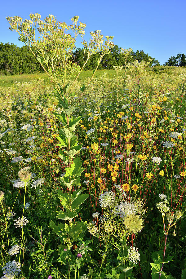 Marengo Ridge Hillside of Wildflowers Photograph by Ray Mathis