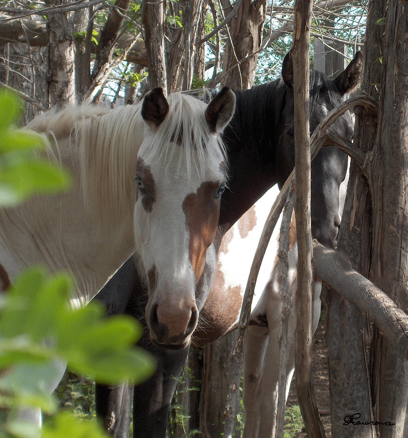 Mares in Trees Photograph by Andrea Lawrence