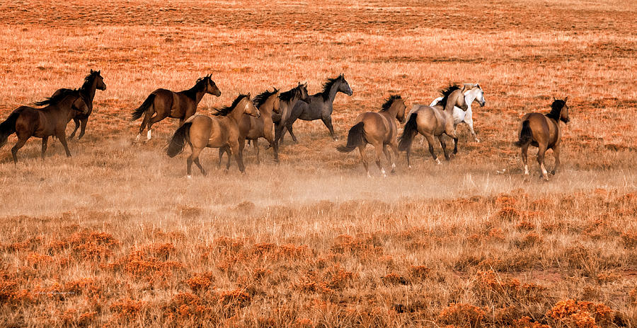 Mares Running At Willow Creek Ranch Photograph by Sam Sherman