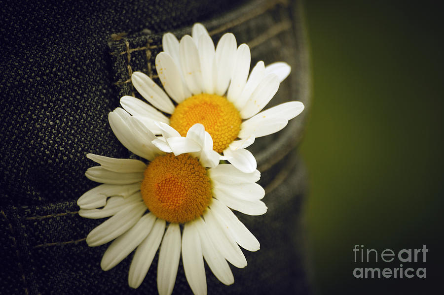 Margarite flowers Photograph by Dimitar Hristov