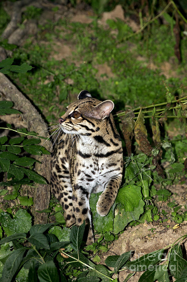 Nature Photograph - Margay Cat Leopardus Wiedi by Gerard Lacz