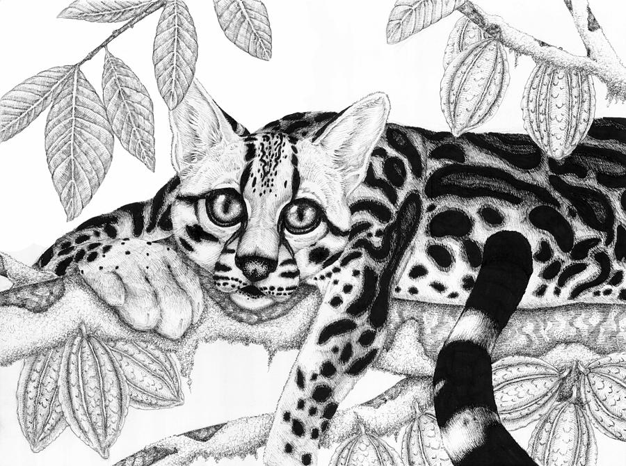 Margay With Cacao Tree Drawing by Jennifer Schurr