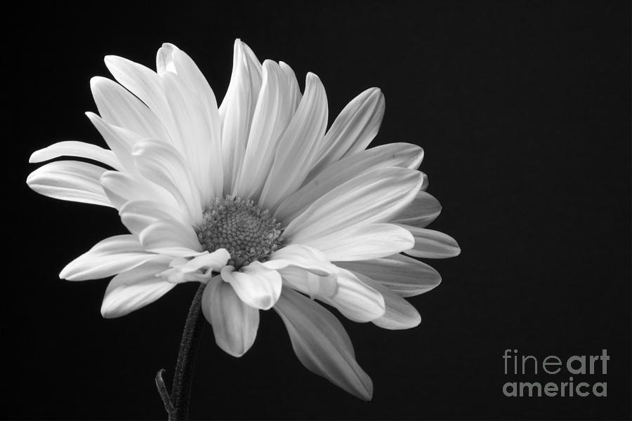 Marguerite Daisy Photograph by Kelly Holm