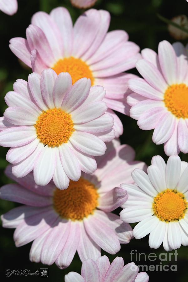 Marguerite Daisy named Petite Pink Photograph by J McCombie