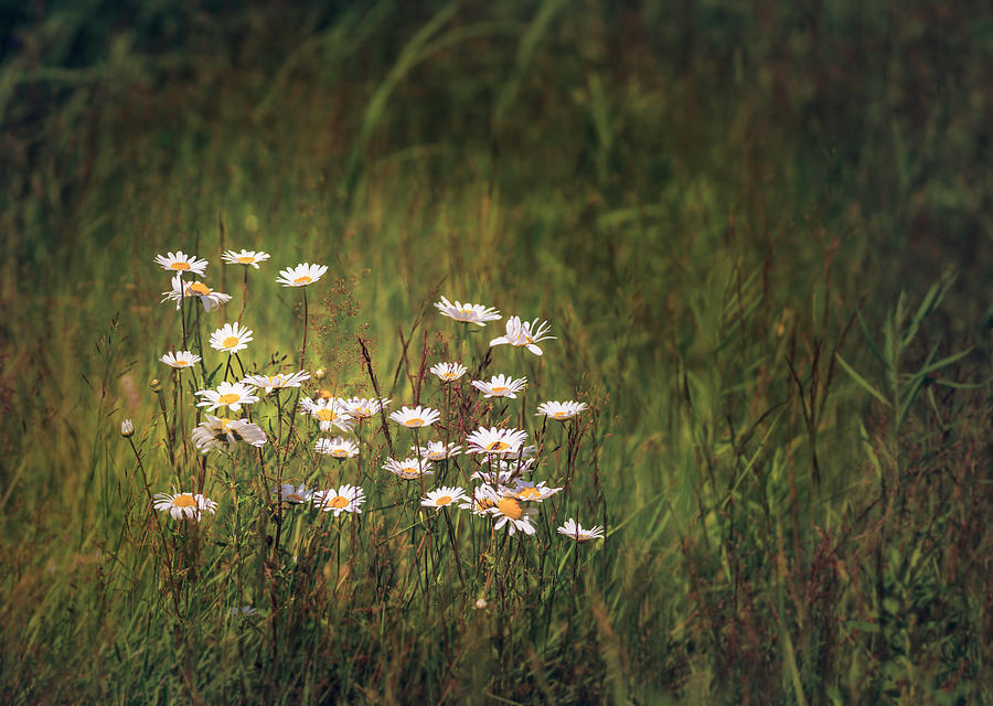 Marguerites in summer meadow Photograph by Peter V Quenter