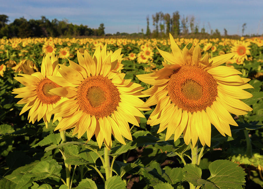 Marias Sunflower Field Photograph by Lon Dittrick Marias Sunflower Field Photograph by Lon Dittrick