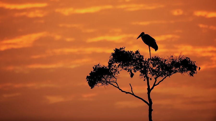 Maribou Stork on Tree With Orange Sunrise Sky Photograph by Good Focused