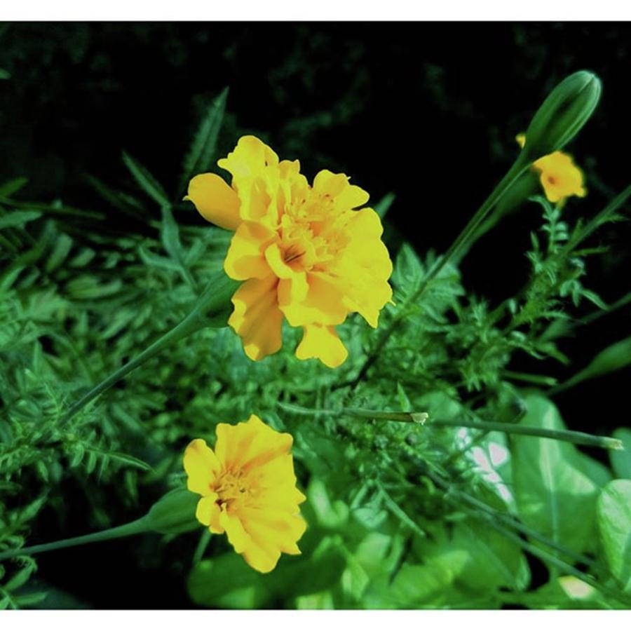 Nature Photograph - Marigold 🌸 #flowers #flower #toptags by Rajesh Yadav