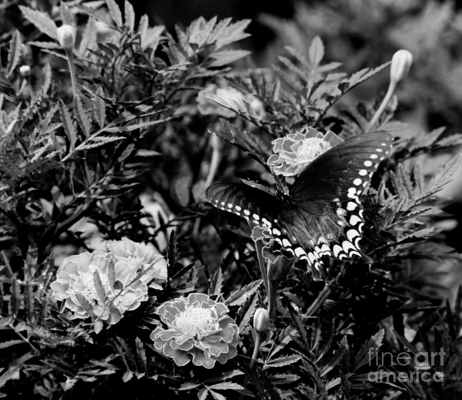 Marigold And Swallowtail In Black And White Photograph by D Hackett