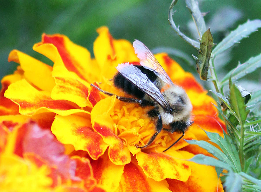 Marigold and the Bee Photograph by Jennifer Robin