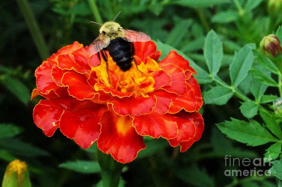 Marigold Bee Photograph by J L Zarek