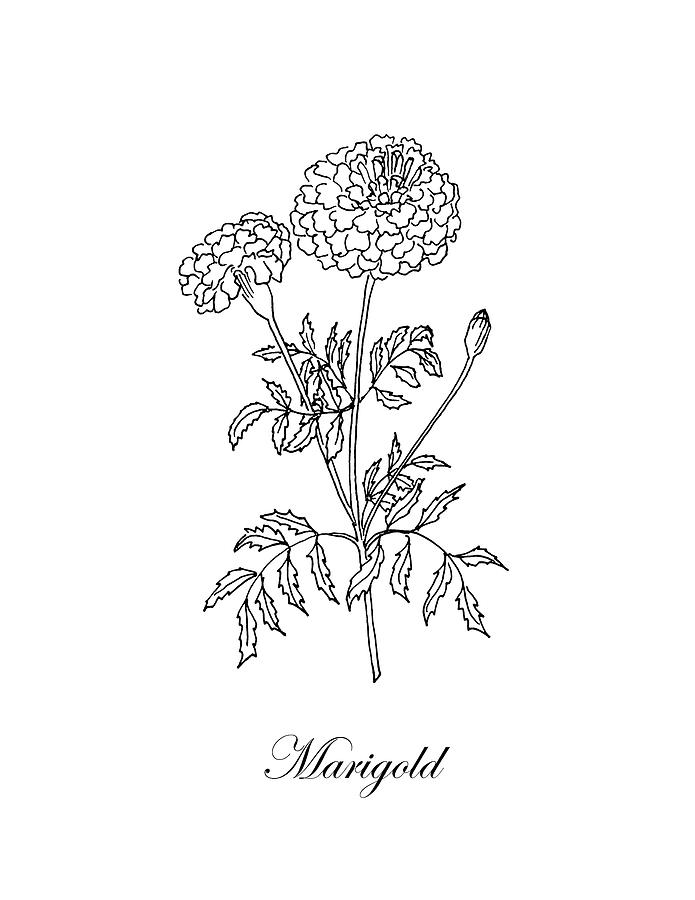 Marigold. Botanical Drawing by Masha Batkova