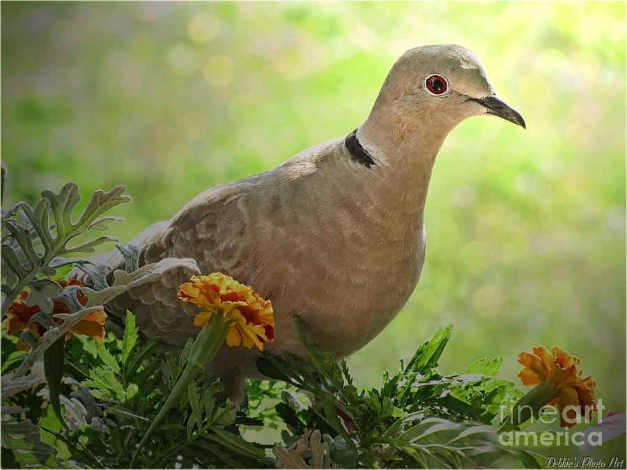 Marigold Dove Photograph by Debbie Portwood