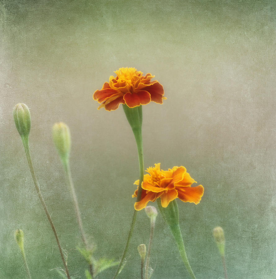 Nature Photograph - Marigold Fancy by Kim Hojnacki
