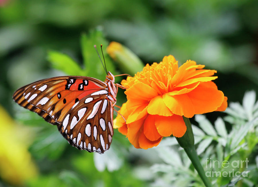 Marigold Flowers and Butterfly Photo Photograph by Luana K Perez