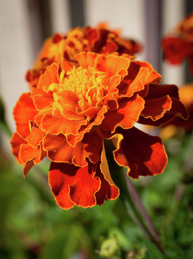 Marigold Gold Photograph by Cary Leppert - Fine Art America