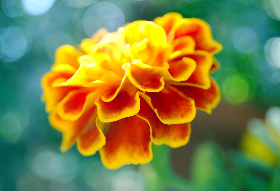 Flower Photograph - Marigold by Heather S Huston