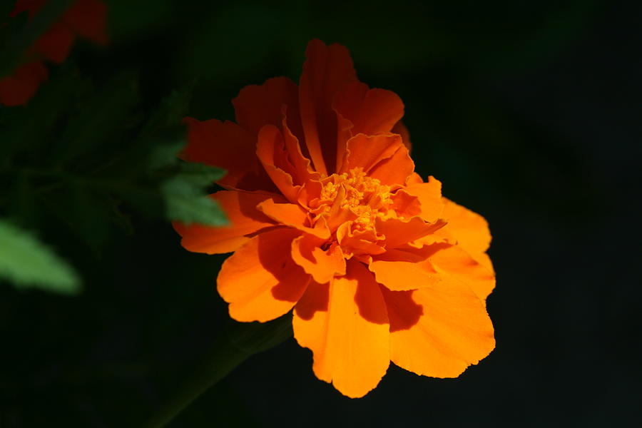 Nature Photograph - Marigold in Sunshine and Shadow by Bonnie Boden