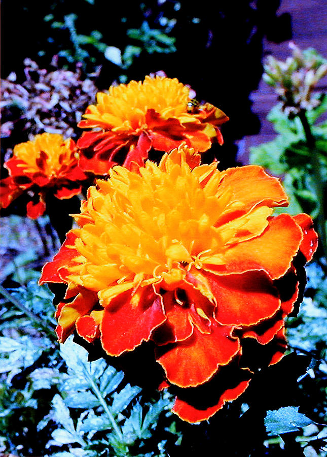 Marigold in the Sunlight Photograph by John Lautermilch