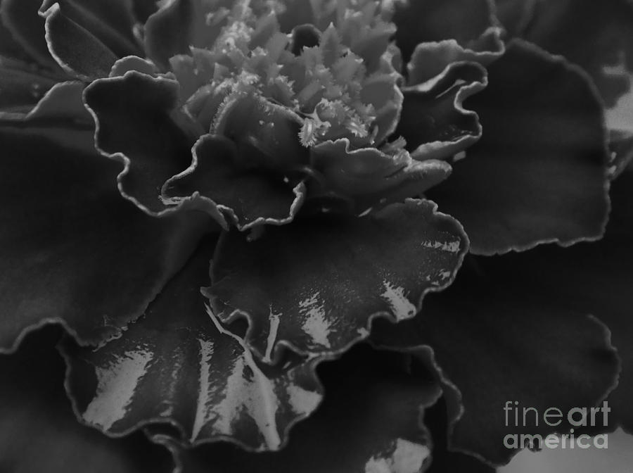 Floral Photograph - Marigold by J L Zarek