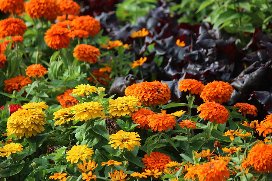 Marigold Magic Photograph by Rosanne Jordan - Fine Art America