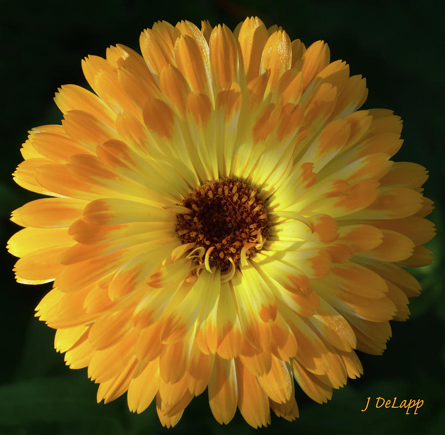 Marigold Pacific Beauty Photograph by Janet DeLapp