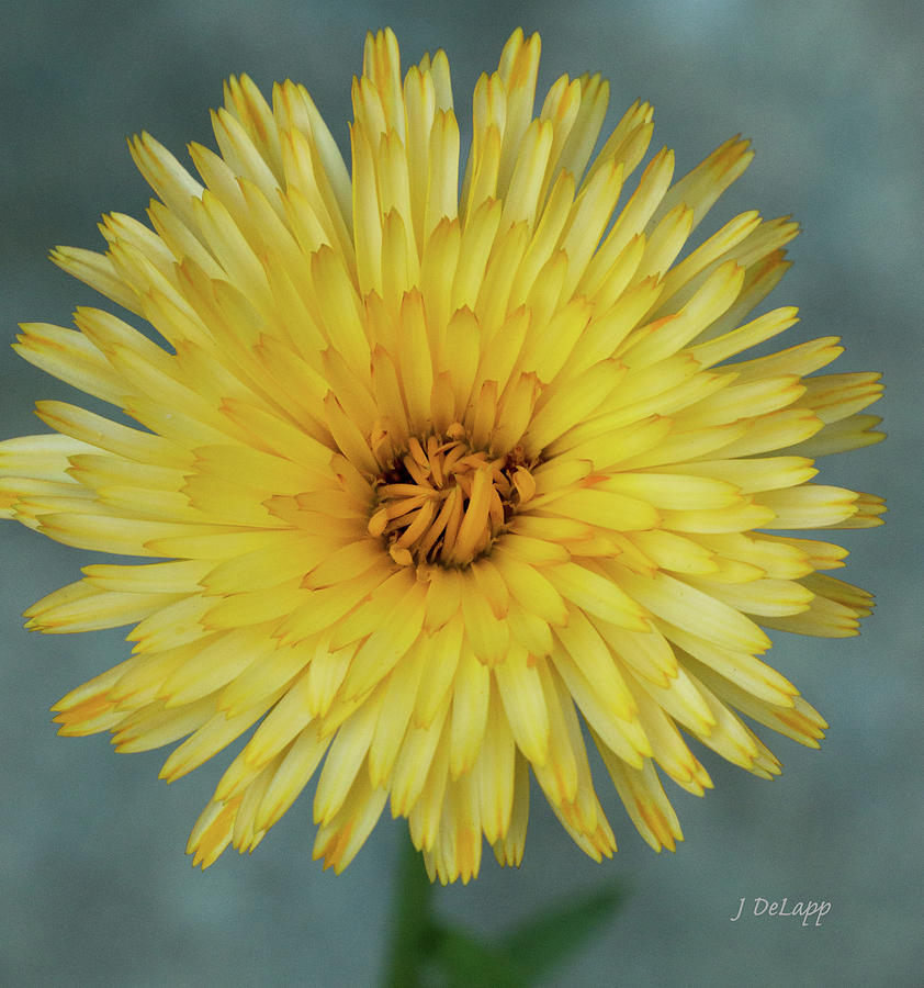 Marigold Pacific Beauty V2 Photograph by Janet DeLapp