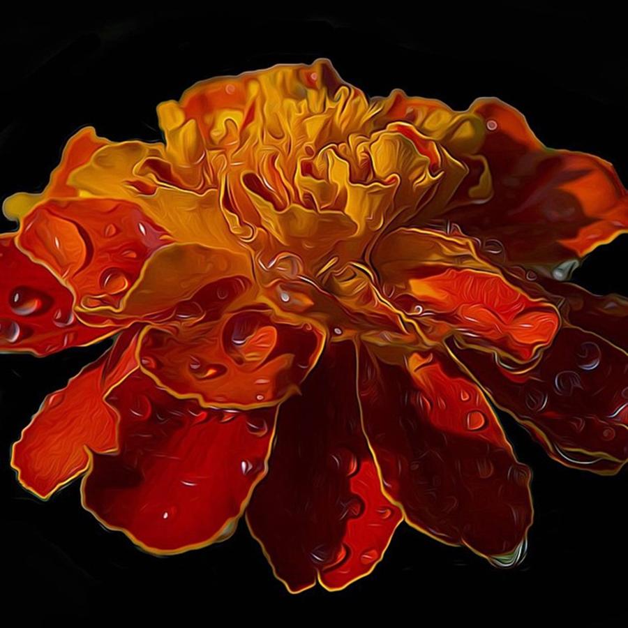 Nature Photograph - Marigold  by Michael Moriarty