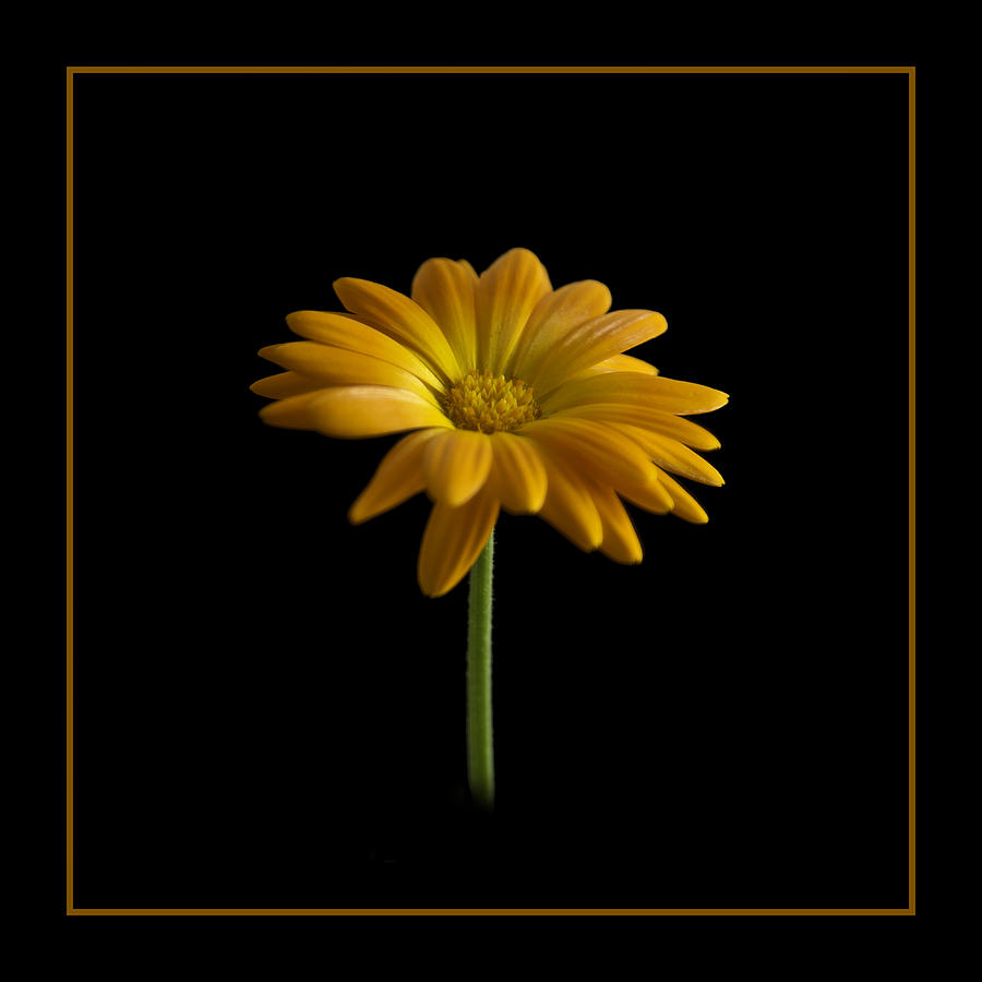 Flower Photograph - Marigold by Robert Murray