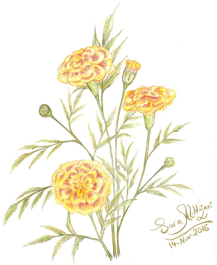 Marigold Drawing by Sara Alhajeri.
