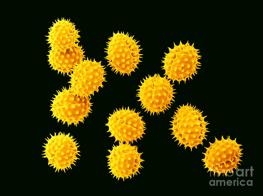 Marigold Tagetes Erecta Pollen, Sem Photograph by Scimat