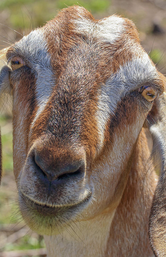 Marigold The Goat Photograph