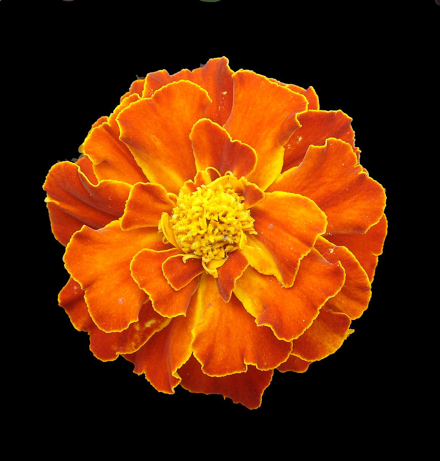 Nature Photograph - Marigoldd by Shirley anne Dunne