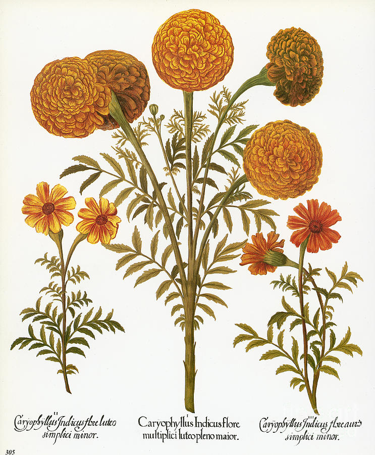Marigolds, 1613 Photograph by Granger